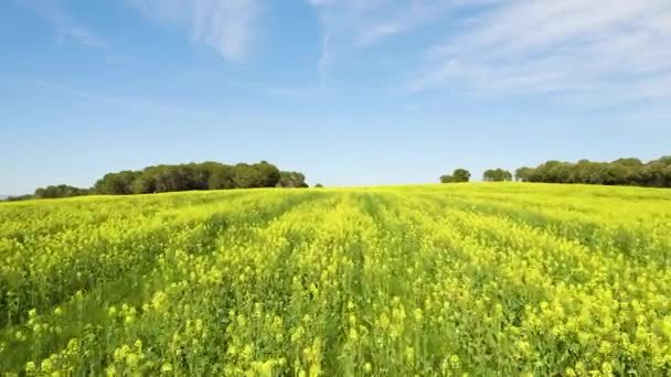 Rapeseed oil plantation field filmed with drone — Stock Video