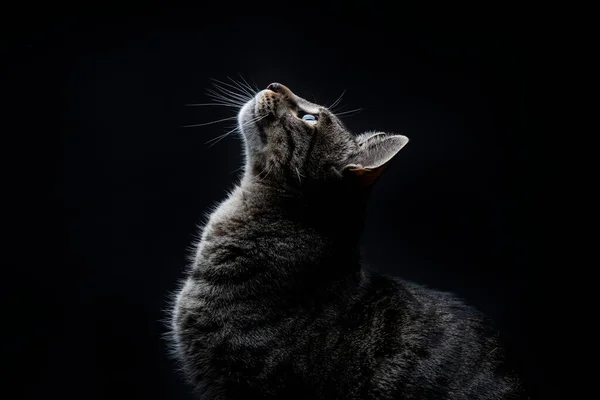 Közelkép a csíkos szürke kóbor macska néz fel egy fekete háttér — Stock Fotó
