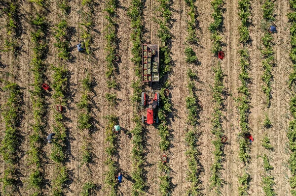 Drone top view photo of a tractor in a field of vineyards with some working people in the vintage time
