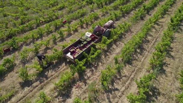 Aerial Drone Video Tractor Field Vineyards Vintage Time Man Putting — Stock Video