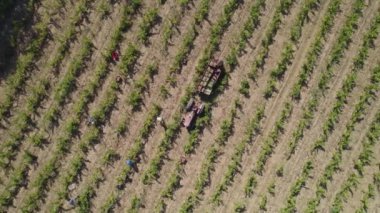 Aerial rotating drone video of a tractor in a field of vineyards in the vintage time, with a man putting boxes full of grapes on the tractor and people picking grapes.