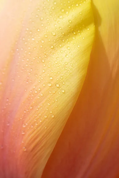 Sfondo Sfumato Giallo Arancio Petali Tulipano Con Gocce Acqua Vista — Foto Stock