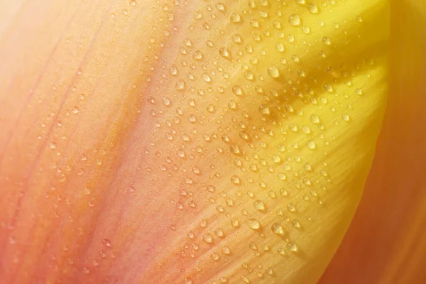 Fondo Degradado Amarillo Naranja Pétalos Tulipán Con Gotas Agua Pura —  Fotos de Stock