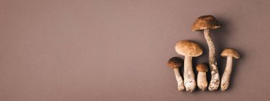 Banner with mushrooms on brown background. Autumn harvest concept.