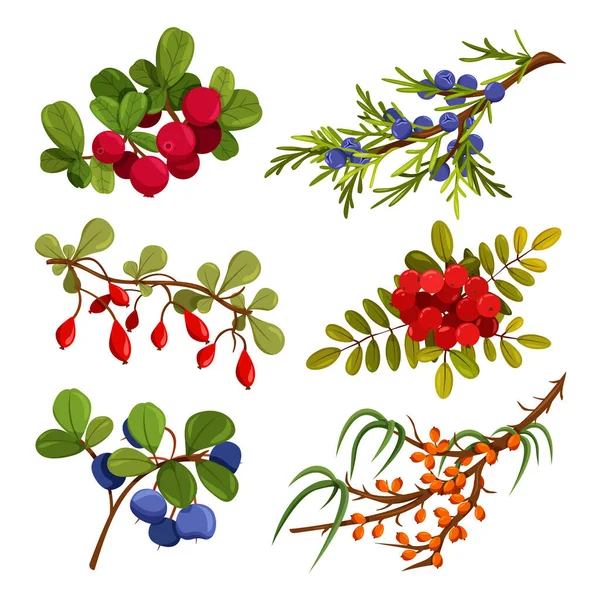 Kış meyveleri, kuzey orman meyveleri. Kızılcıklar, yabanmersinleri, viburnum, deniz dikenleri, böğürtlen ve ardıç. Çizgi film tarzında dut resimleri
