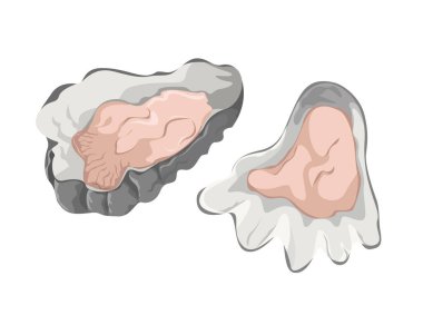 İstiridye, karikatür tarzı illüstrasyon, deniz ürünleri ve deniz hayvanları..