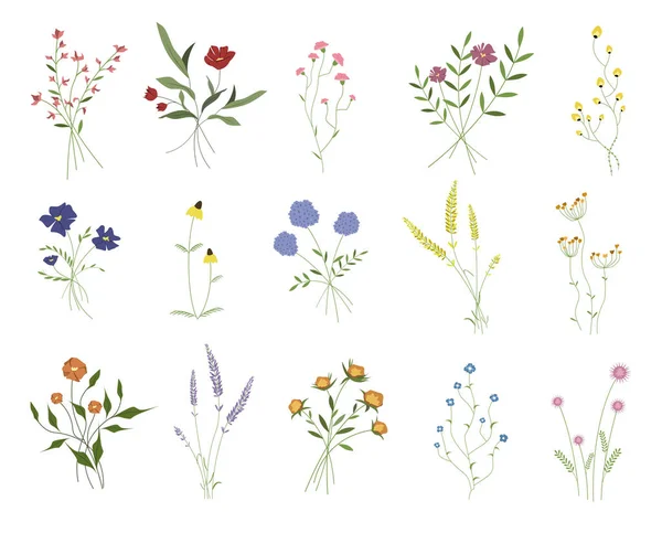 Divoké Květiny Sada Divokých Zahradních Rostlin Bylin Plochá Ilustrace Roztomilých — Stock fotografie