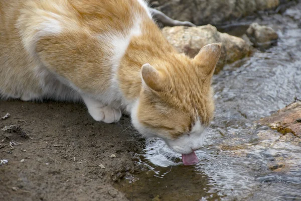 Güzel sarı ve kremalı kedi su içiyor.