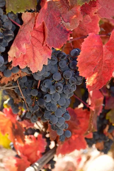 Raisins Bleus Mendoza Argentine Feuilles Rouges Automne — Photo