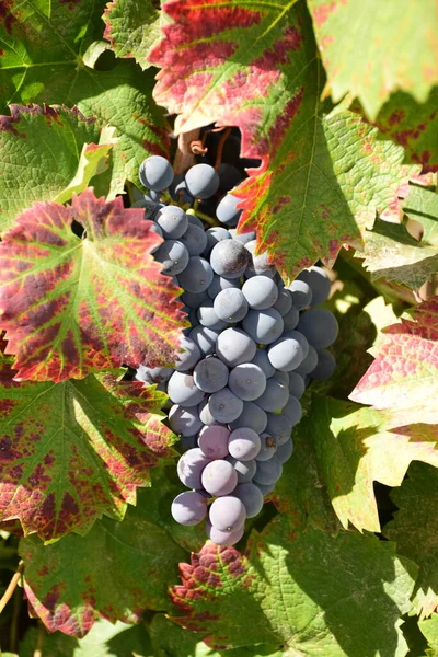 Sonbaharda mavi üzümler. Mendoza Arjantin