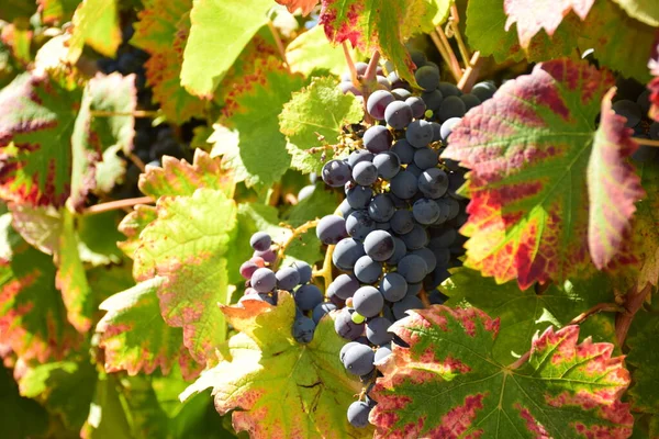 Mendoza Arjantin 'de mavi üzümler