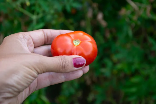 A red tomato just harvested by a woman and she holds it in her hand