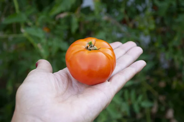 A red tomato just harvested by a woman