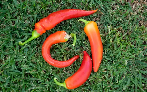 Four red hot chilli peppers on the green grass, top view