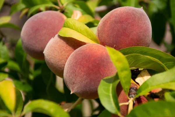 Four peaches holding in the tree