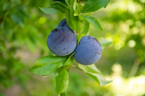 Two sweet plums holding in the tree