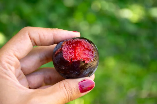 Bitten delicious plum held by a woman's hand in summer time