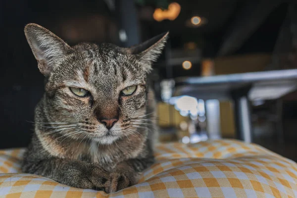 Slaperig en ongelukkig close-up gezicht van kat rusten op een kussen. — Stockfoto