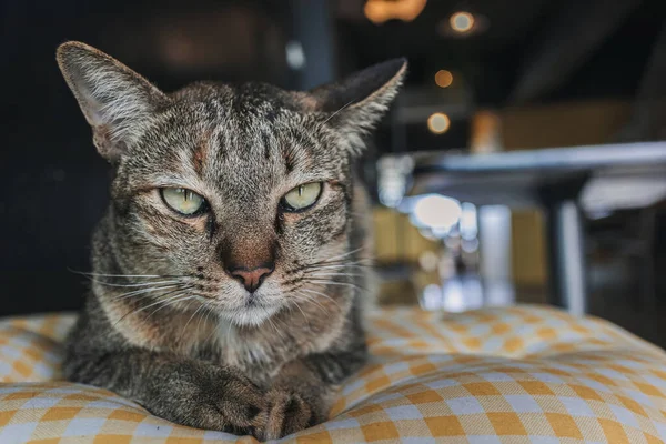 Slaperig en ongelukkig close-up gezicht van kat rusten op een kussen. — Stockfoto