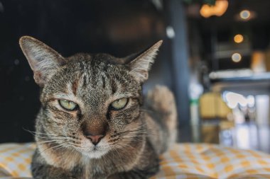 Uykulu ve mutsuz, kedinin yüzünü kapat ve yastığa uzan..