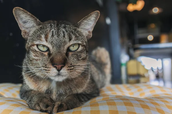 Slaperig en ongelukkig close-up gezicht van kat rusten op een kussen. — Stockfoto