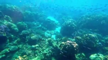 Mu Ko Surin, Phang-Nga, Tayland 'da mercan ve balık sualtı manzarası.