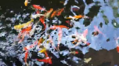 Koi balığı gölette yüzer. Sakinlik ve dekoratif kavramı.