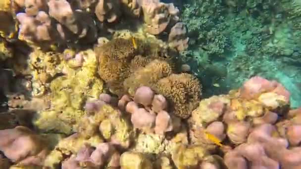 Clownfish or Anemone fish , snorkeling in Mu Ko Surin, Phang-Nga, Thailand. — Stockvideo