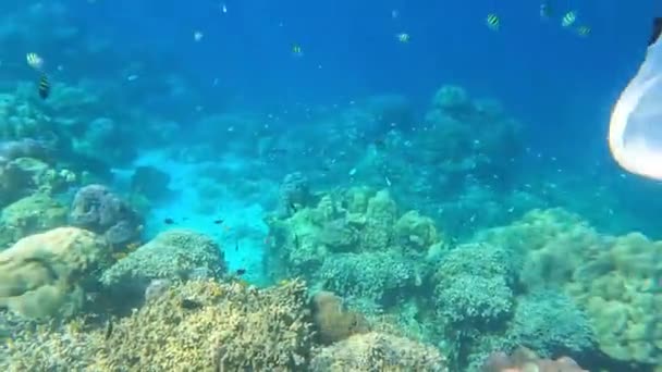 Mu Ko Surin, Phang-Nga, Tayland 'da mercan ve balık sualtı manzarası. — Stok video