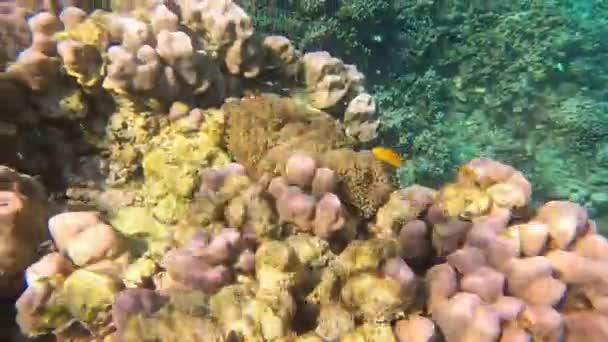 Pesce pagliaccio o anemone, snorkeling a Mu Ko Surin, Phang-Nga, Thailandia. — Video Stock