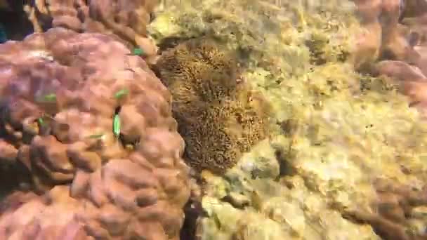 Clownfish or Anemone fish , snorkeling in Mu Ko Surin, Phang-Nga, Thailand. — Vídeos de Stock