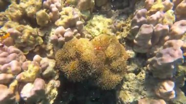 Palyaço balığı ya da Anemone balığı, Mu Ko Surin 'de şnorkelle yüzmek, Phang-Nga, Tayland.