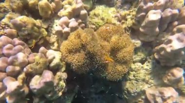 Clownfish or Anemone fish, snorkeling in Mu Ko Surin, Phang-Nga, Thailand.