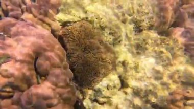 Clownfish or Anemone fish, snorkeling in Mu Ko Surin, Phang-Nga, Thailand.