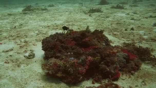Κοράλλια Και Ψάρια Στο Σημείο Κατάδυσης Στο Rachayai Πουκέτ Ταϊλάνδη — Αρχείο Βίντεο