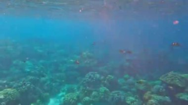 Underwater scape of corals and fish in Mu Ko Surin, Phang-Nga, Thailand.