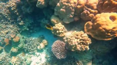 Tayland, Phang-nga 'daki Mu Ko Surin' de renkli mercanlar ve balıklar. Şnorkel gezisi.