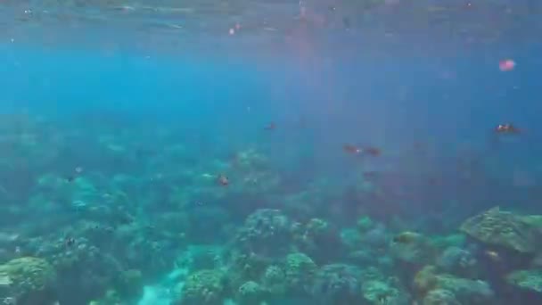 Underwater Scape Corals Fish Surin Phang Nga Thailand — Stock video