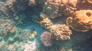 Tayland, Phang-nga 'daki Mu Ko Surin' de renkli mercanlar ve balıklar. Şnorkel gezisi.