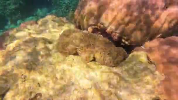 Peşte Clovn Sau Anemone Snorkeling Surin Phang Nga Thailanda — Videoclip de stoc