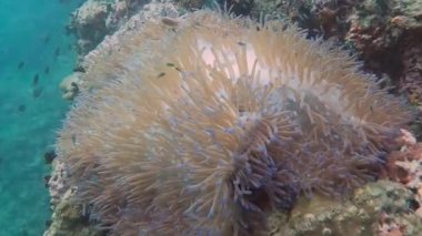 Koh Tao 'da Zen Bahçesi, Chumphon, Tayland' da birçok deniz şakayığı mercan resifi var..