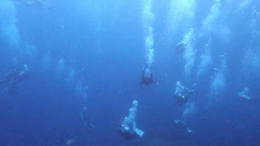 Footage of group of Scuba divers swim into the bottom deep underwater blue sea.