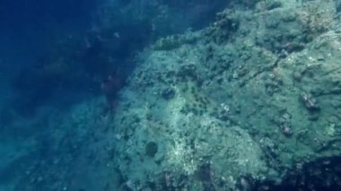 Dev orfoz Koh Tao, Chumphon, Tayland 'da sualtı dalış sahasında yüzer..