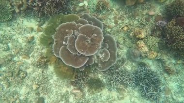 Tayland, Phang-nga 'daki Mu Ko Surin' de renkli mercanlar ve balıklar. Şnorkel gezisi.