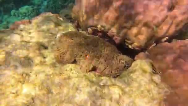Clownfish Anemone Fish Snorkeling Surin Phang Nga Thailand — Stok video