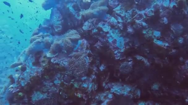 Viele Seeanemonen Korallenriffe Namens Zen Garden Koh Tao Chumphon Thailand — Stockvideo
