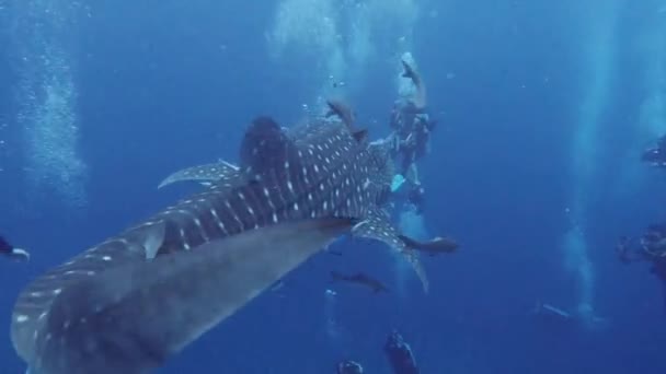 泰国川顿Koh Tao的鲸鲨与潜水者的气泡嬉戏 — 图库视频影像