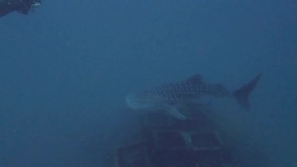 Whale Shark Swim Video Underwater Scuba Diver Koh Tao Chumphon — Stockvideo