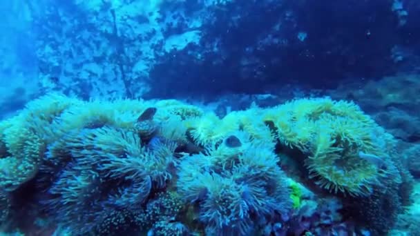 Багато Морських Анемонних Коралових Рифів Під Назвою Zen Garden Koh — стокове відео