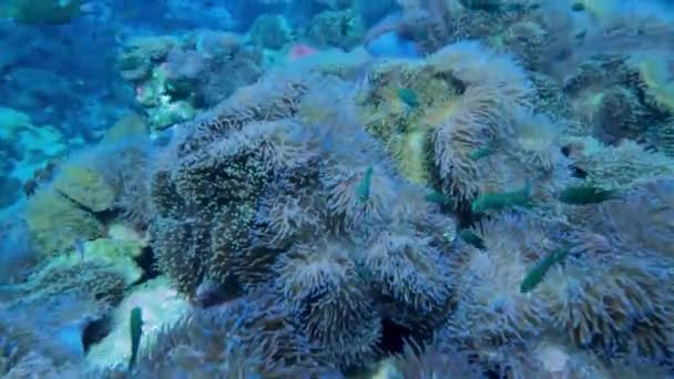 Sok Tengeri Anemone Korallzátony Nevű Zen Garden Koh Tao Chumphon — Stock videók